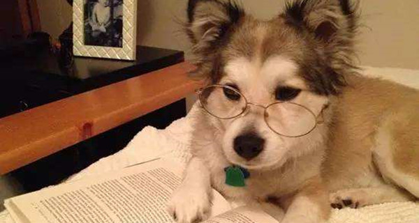 reading glasses1